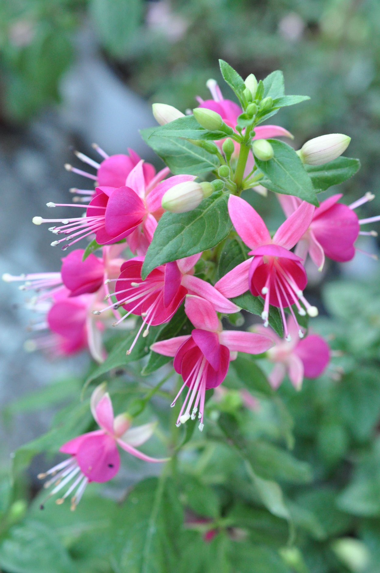 Фуксия Fiorelli Flowers