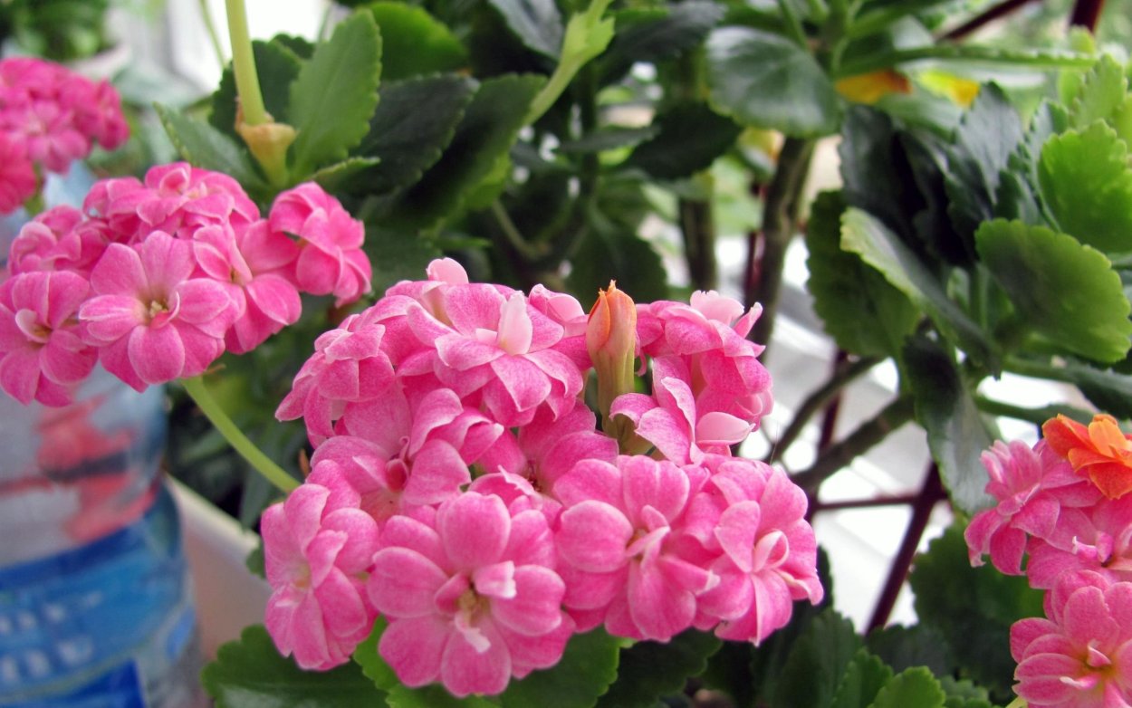 Каланхоэ, бегония, герань, Жасмин