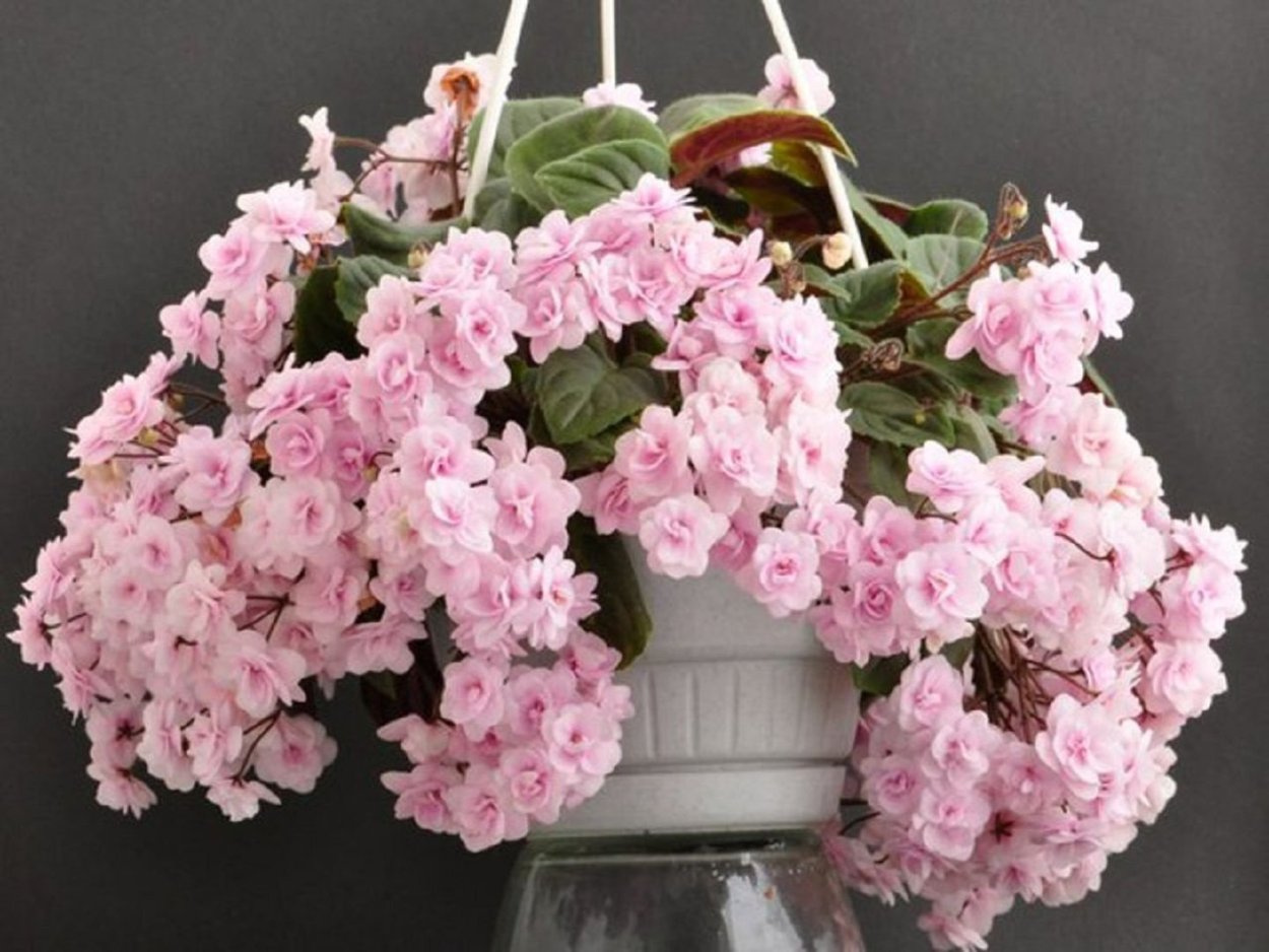 Фиалка Rob's Vanilla Trail