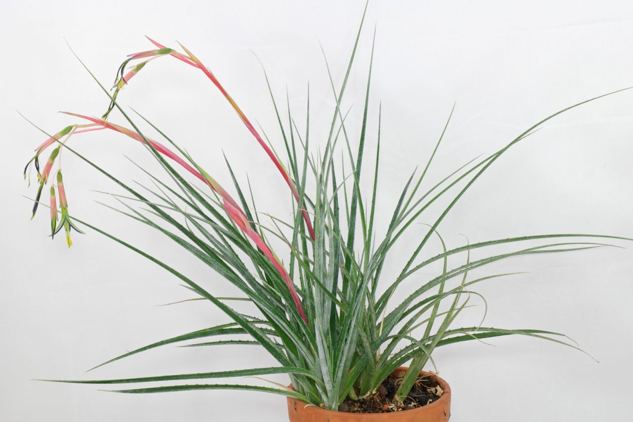 Бильбергия винди