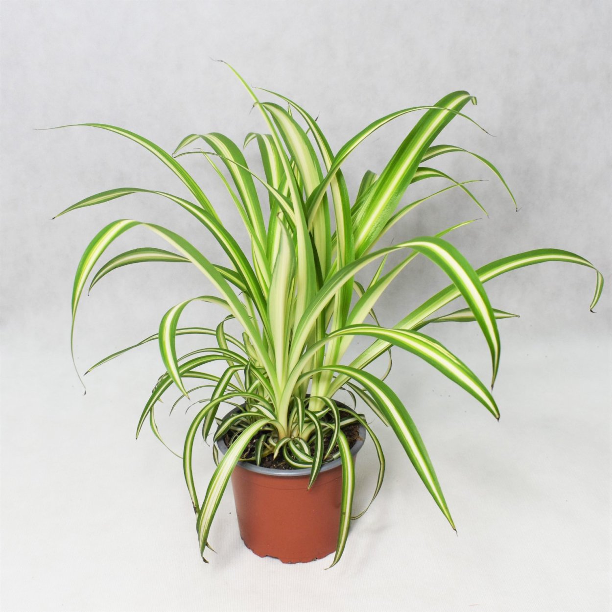 Хлорофитум хохлатый обыкновенный