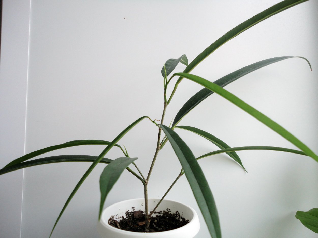 Комнатные цветы фикус Али