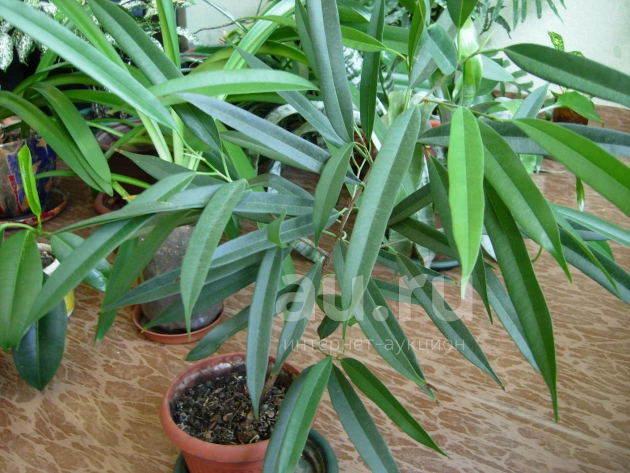 Фикус Бенедикта Али