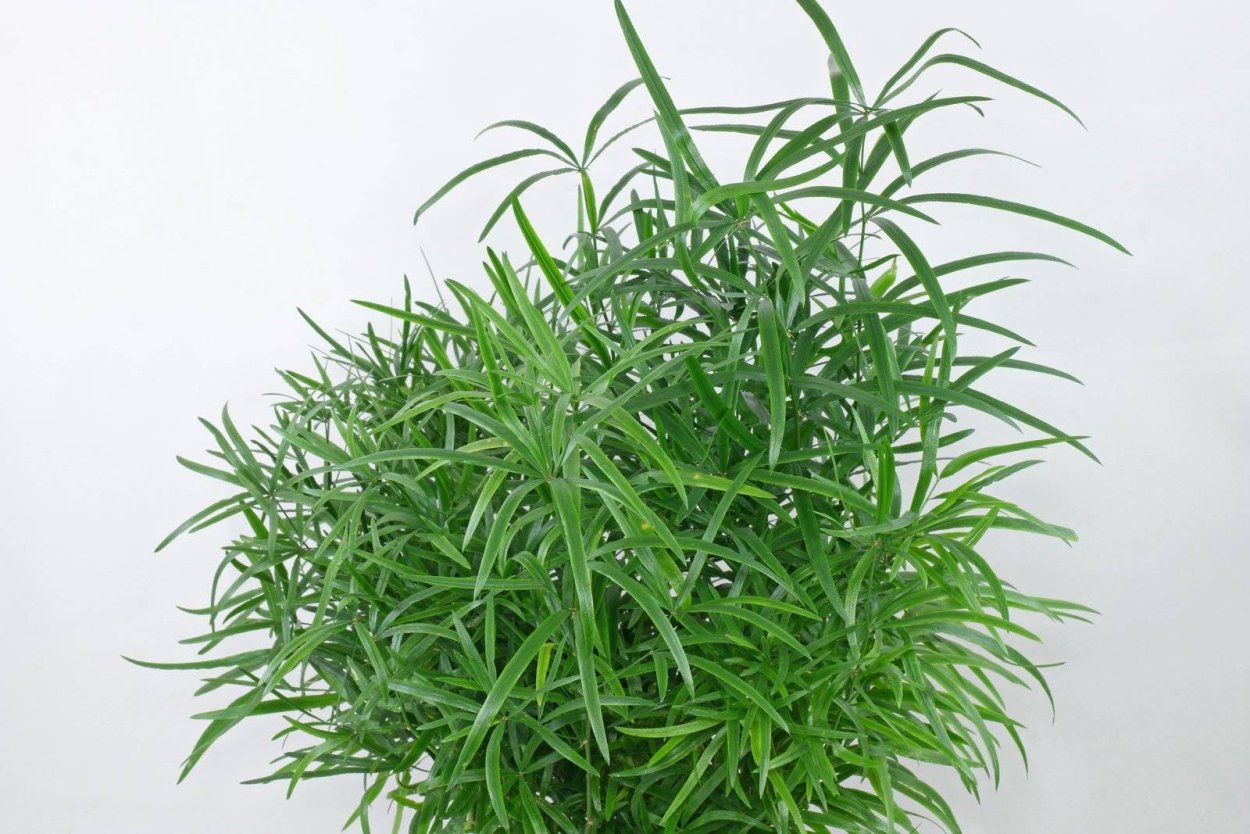 Аспарагус Фалькатус