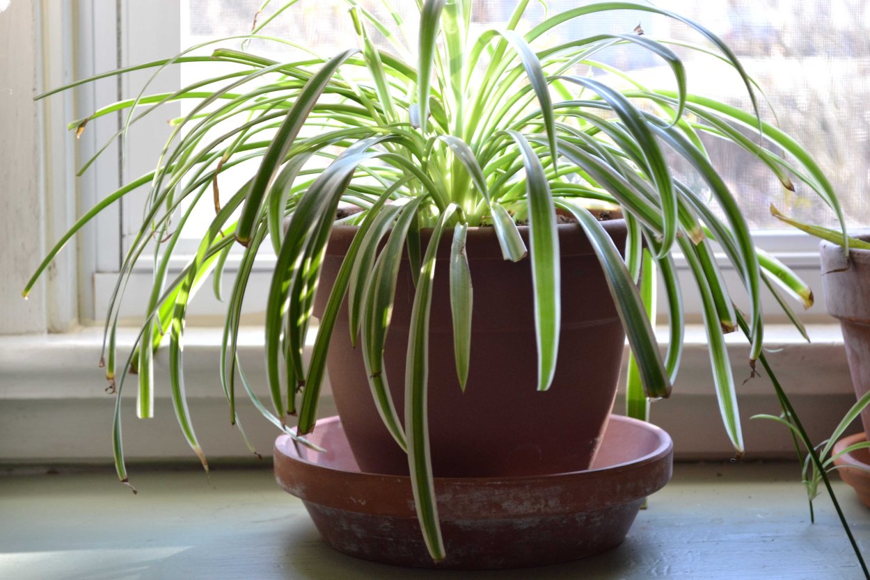 Хлорофитум Капский