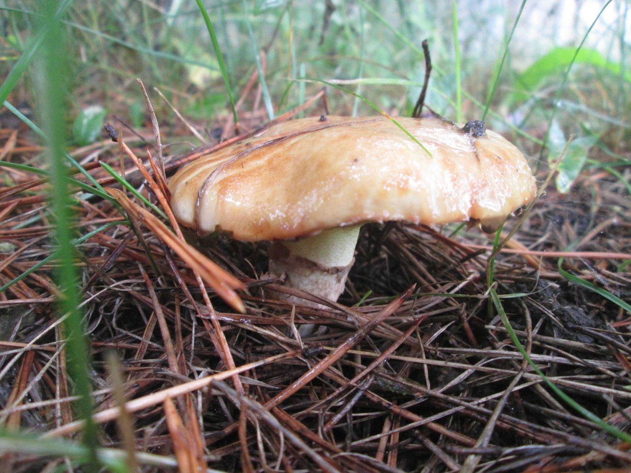 Маслята луговые