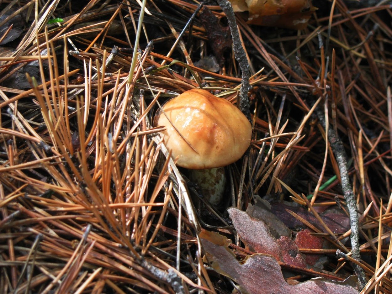 Маслята переросшие