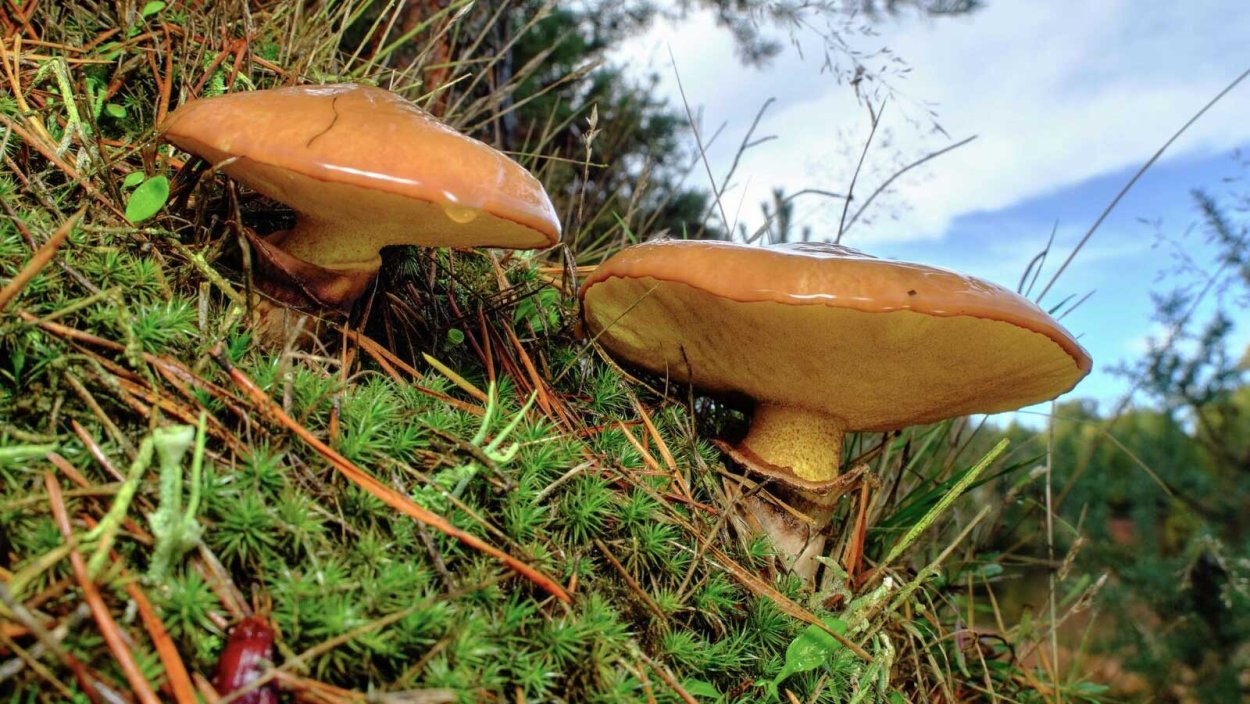 Масленок гименофор