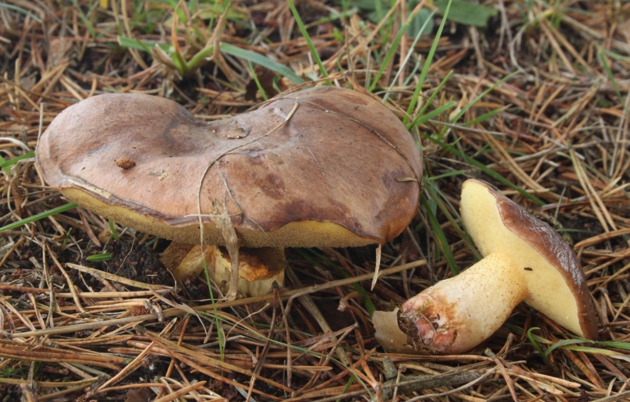 Bathyergus Suillus
