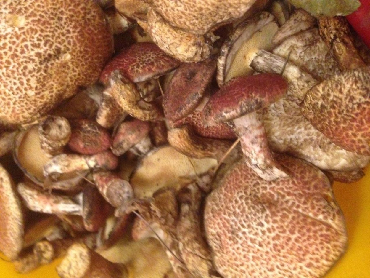 Масленок чешуйчатый