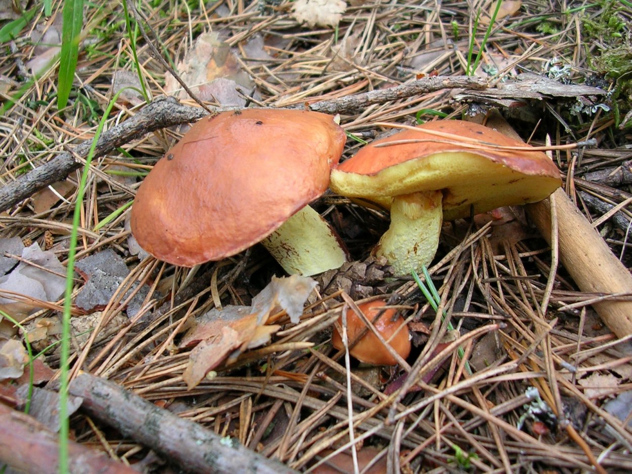 Маслёнок Боровой