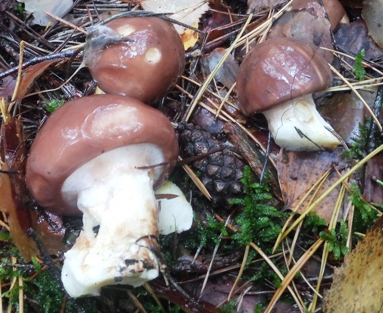 Масленок обыкновенный