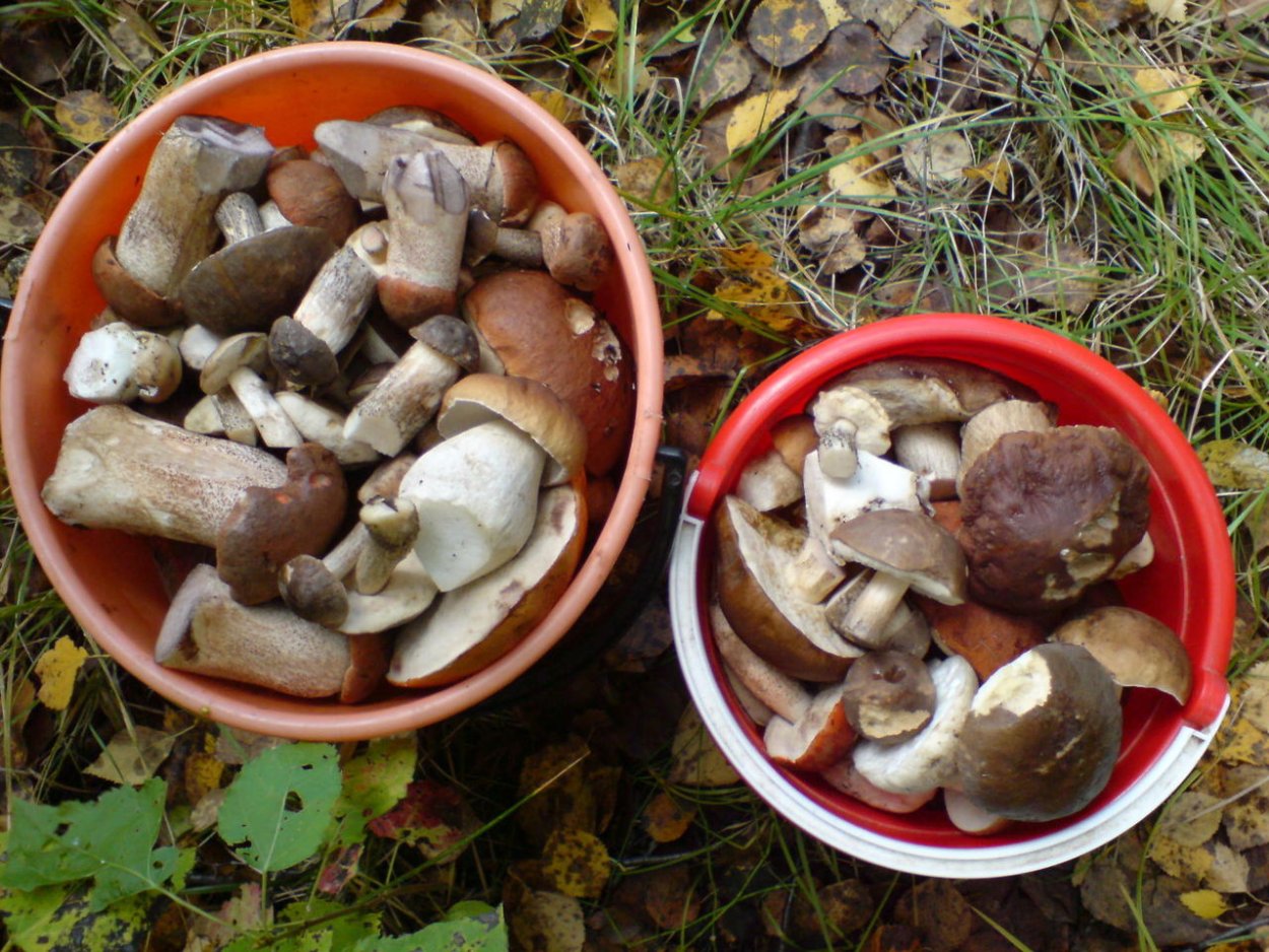 Грибы сморчки подберезовики