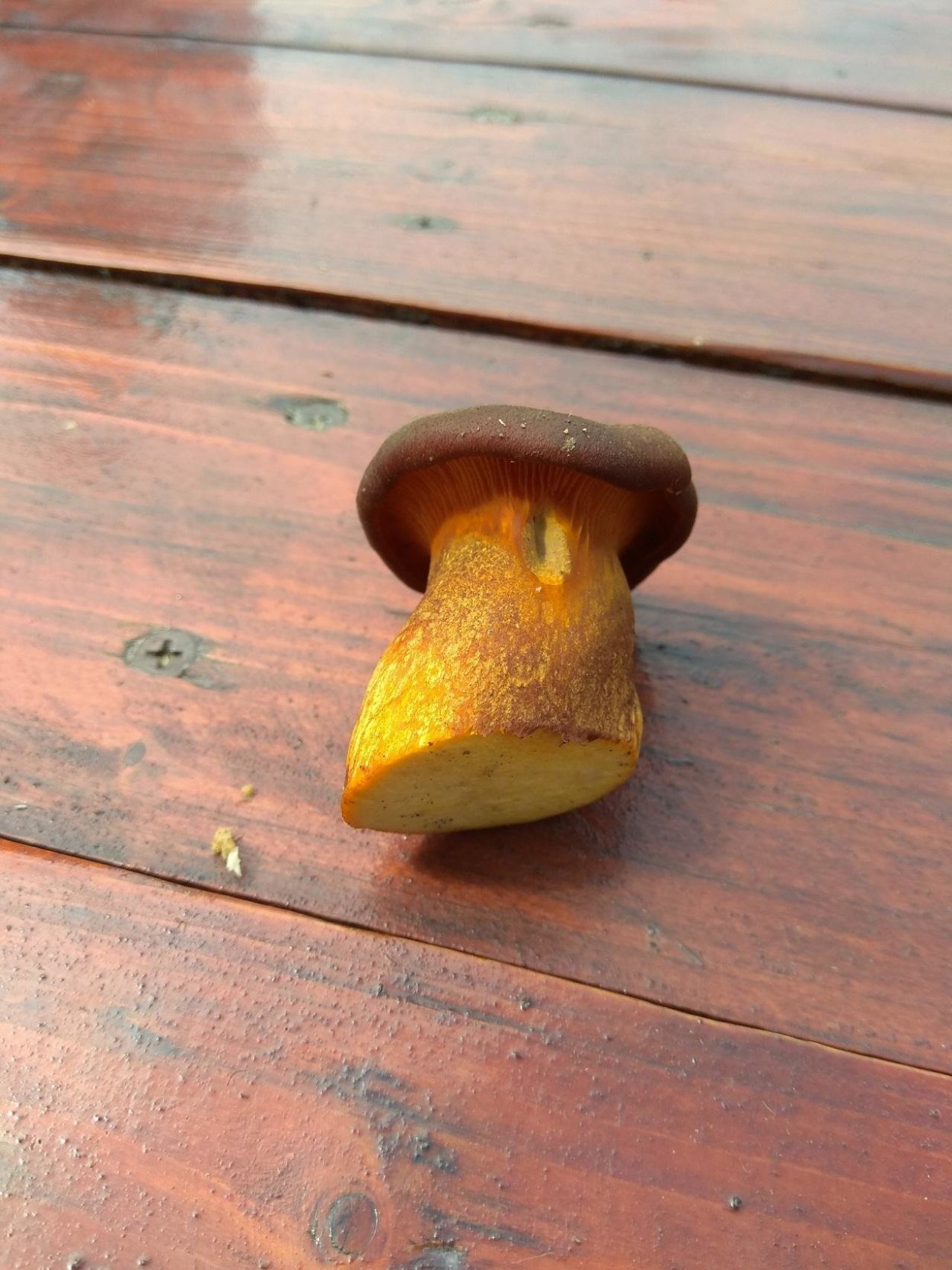 Омфалотус масличный гриб