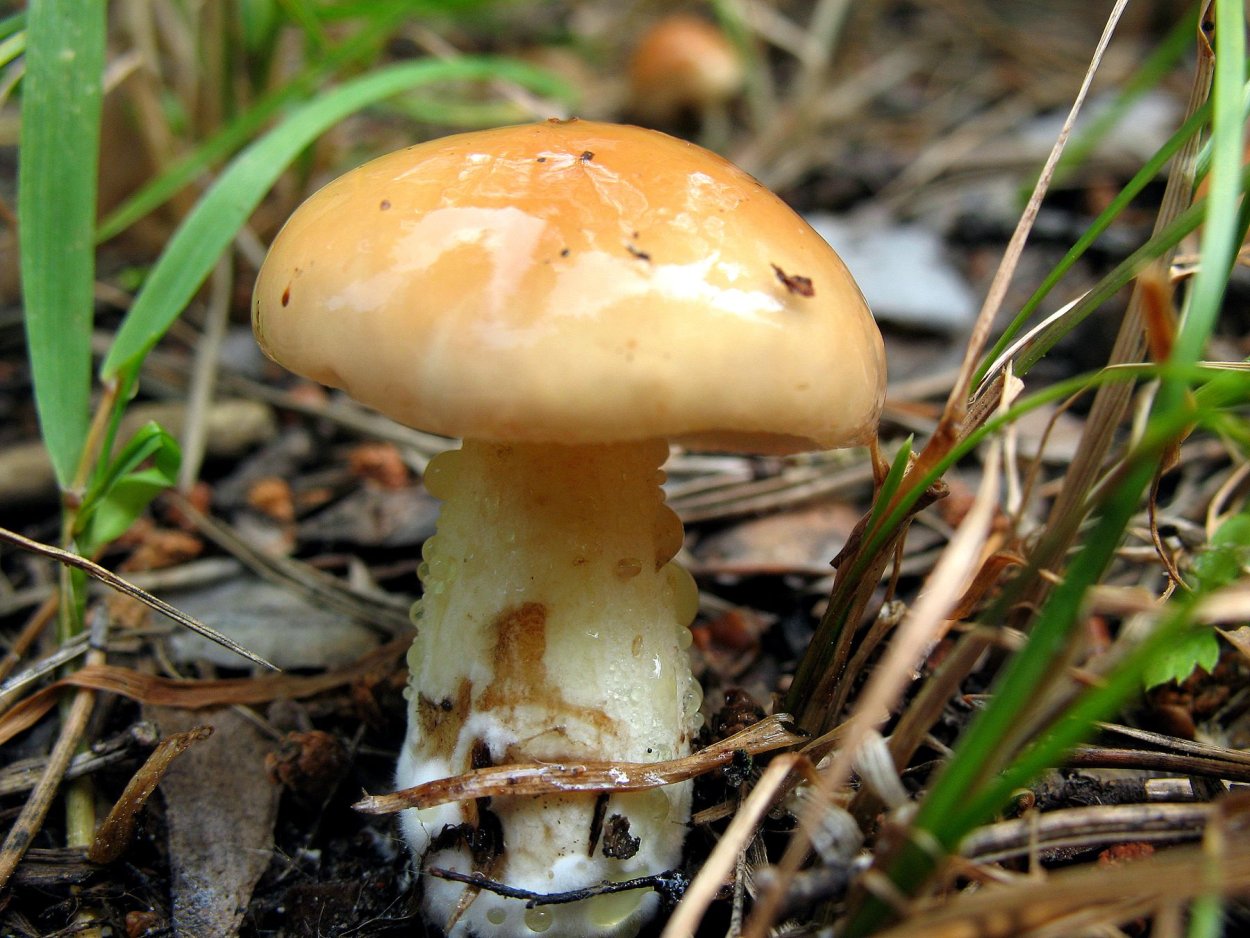 Маслёнок гриб