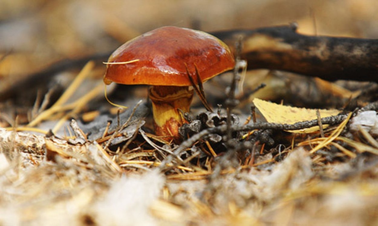 Маслята дальневосточные