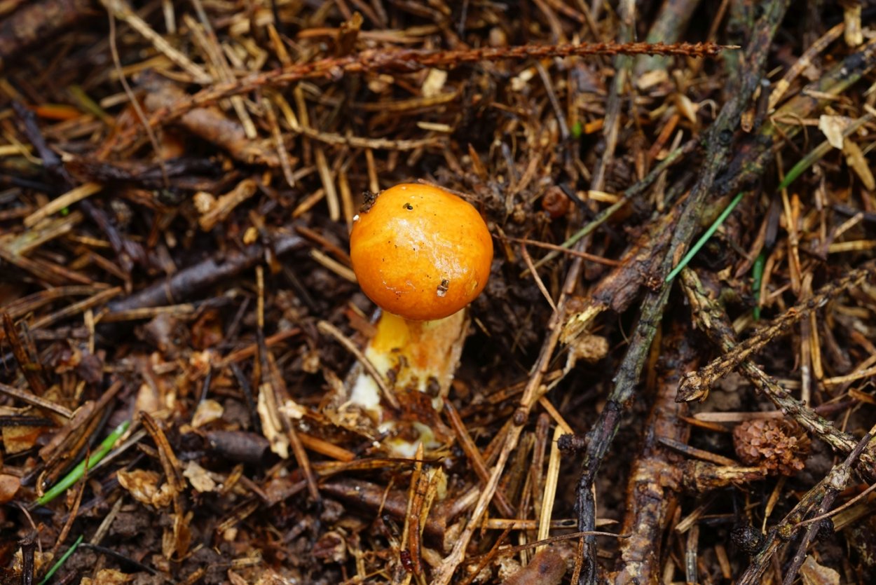 Грибы Краснодарский край маслята