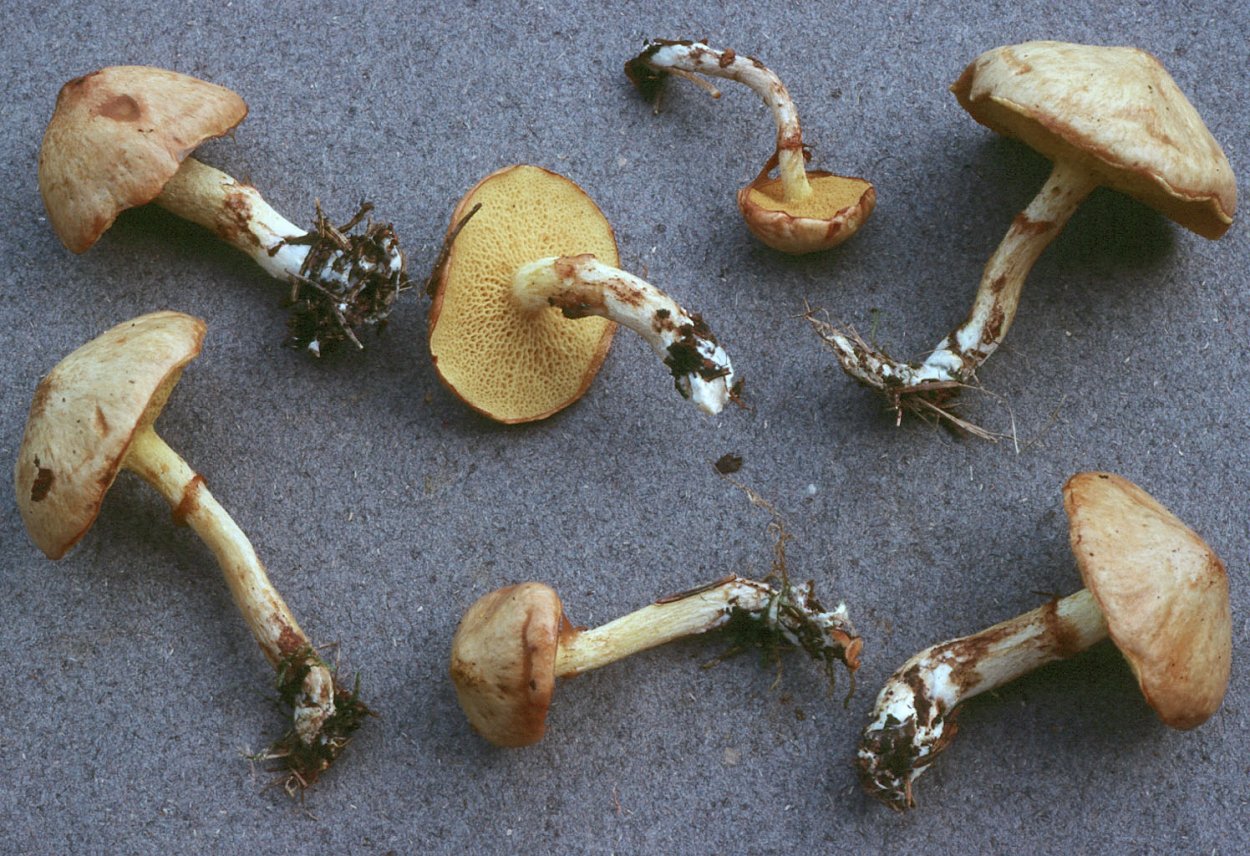 Грибы маслята разновидность