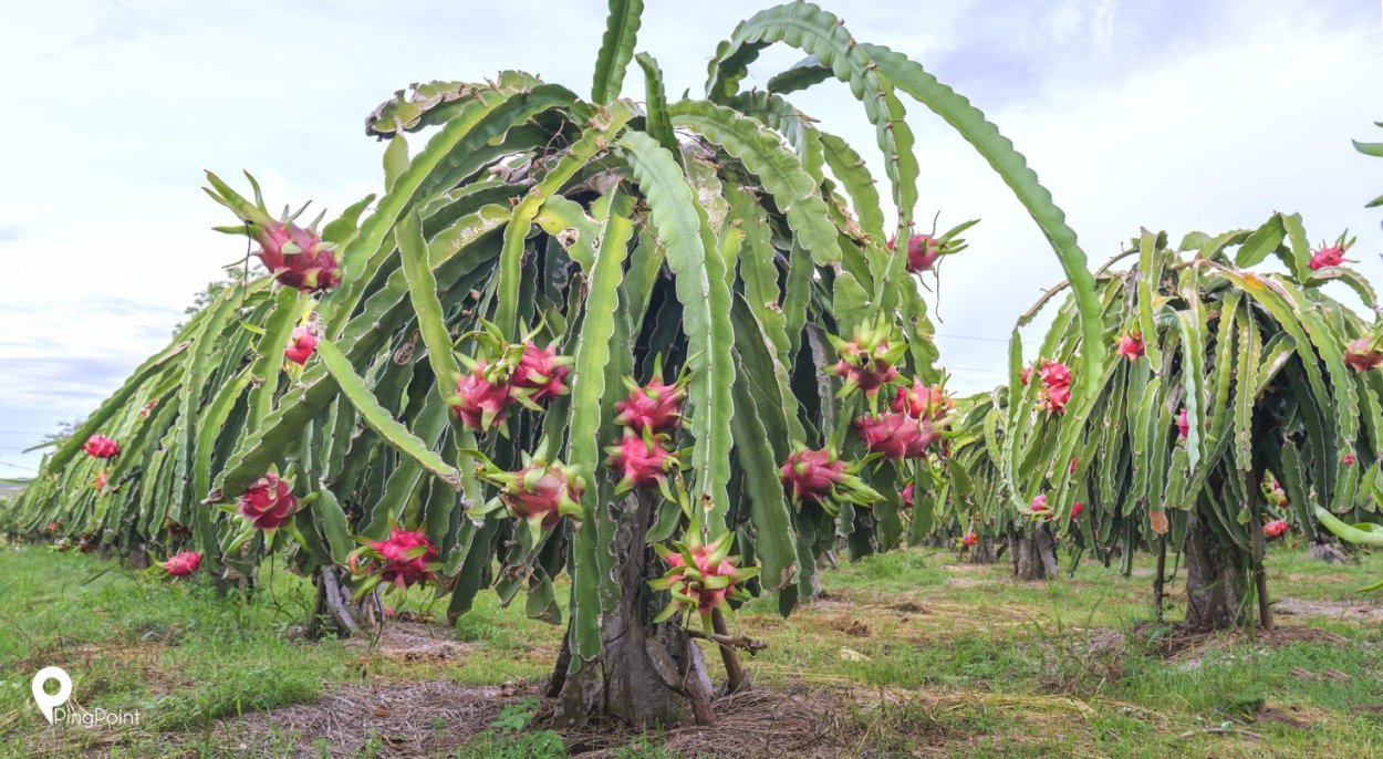 Гилоцереус - питахайя.