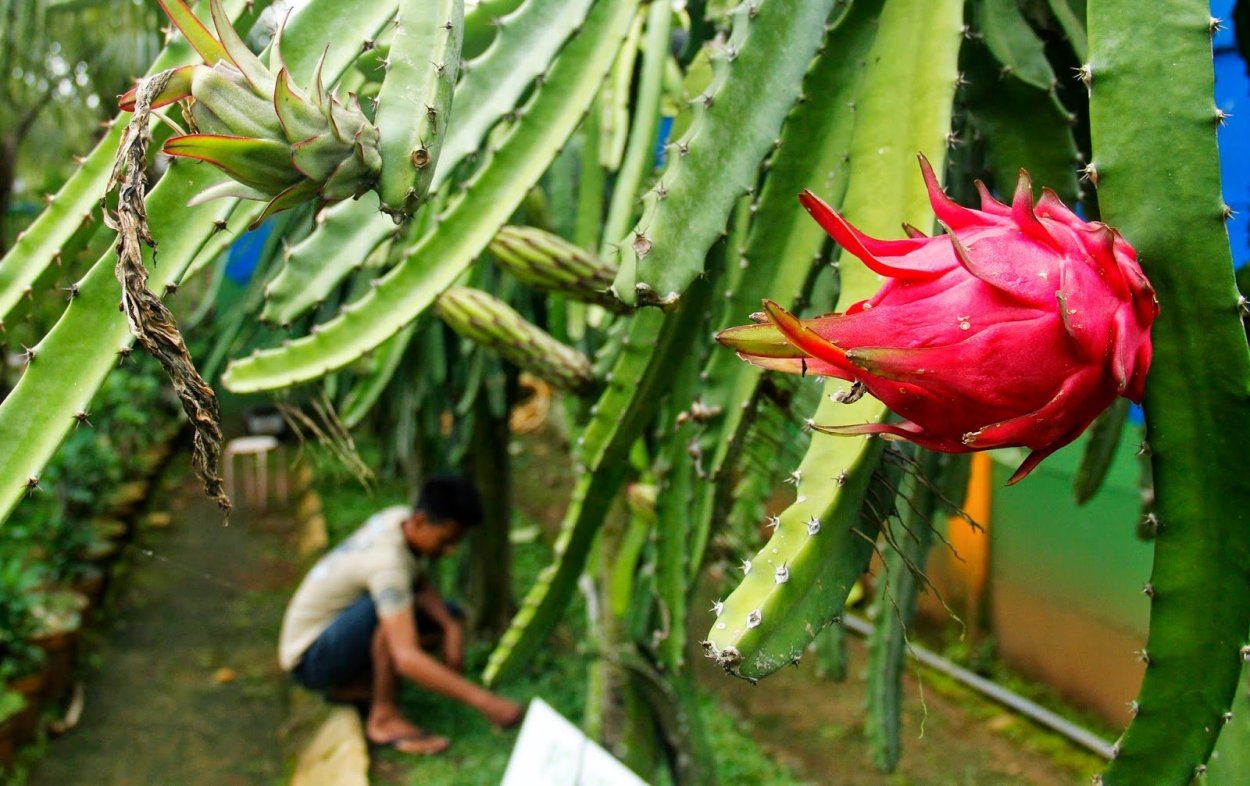 Эпифиллум Драконий фрукт