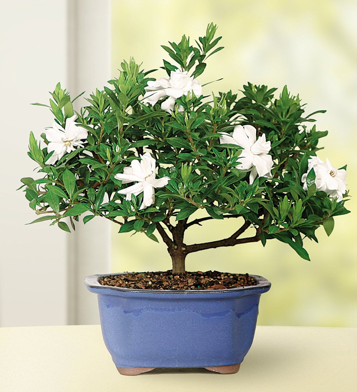 Жасмин самбак бонсай