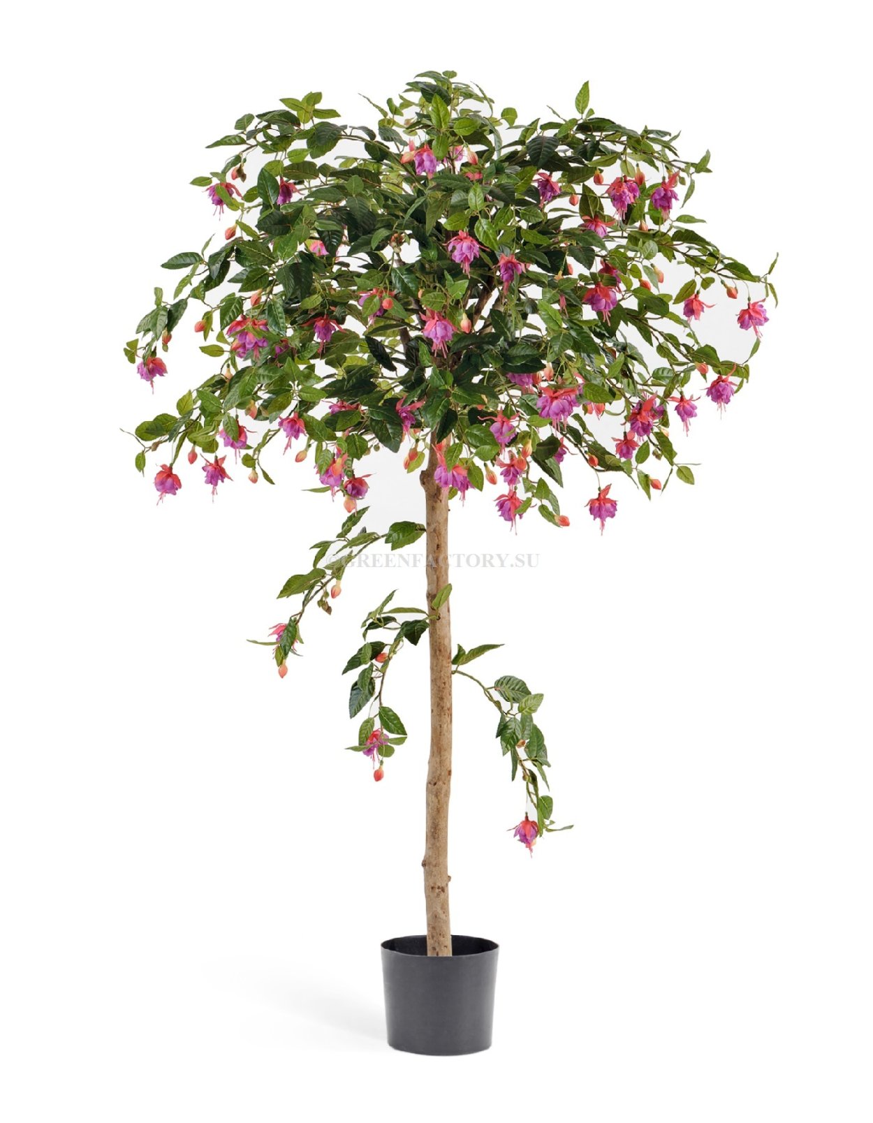 Фикус фуксия