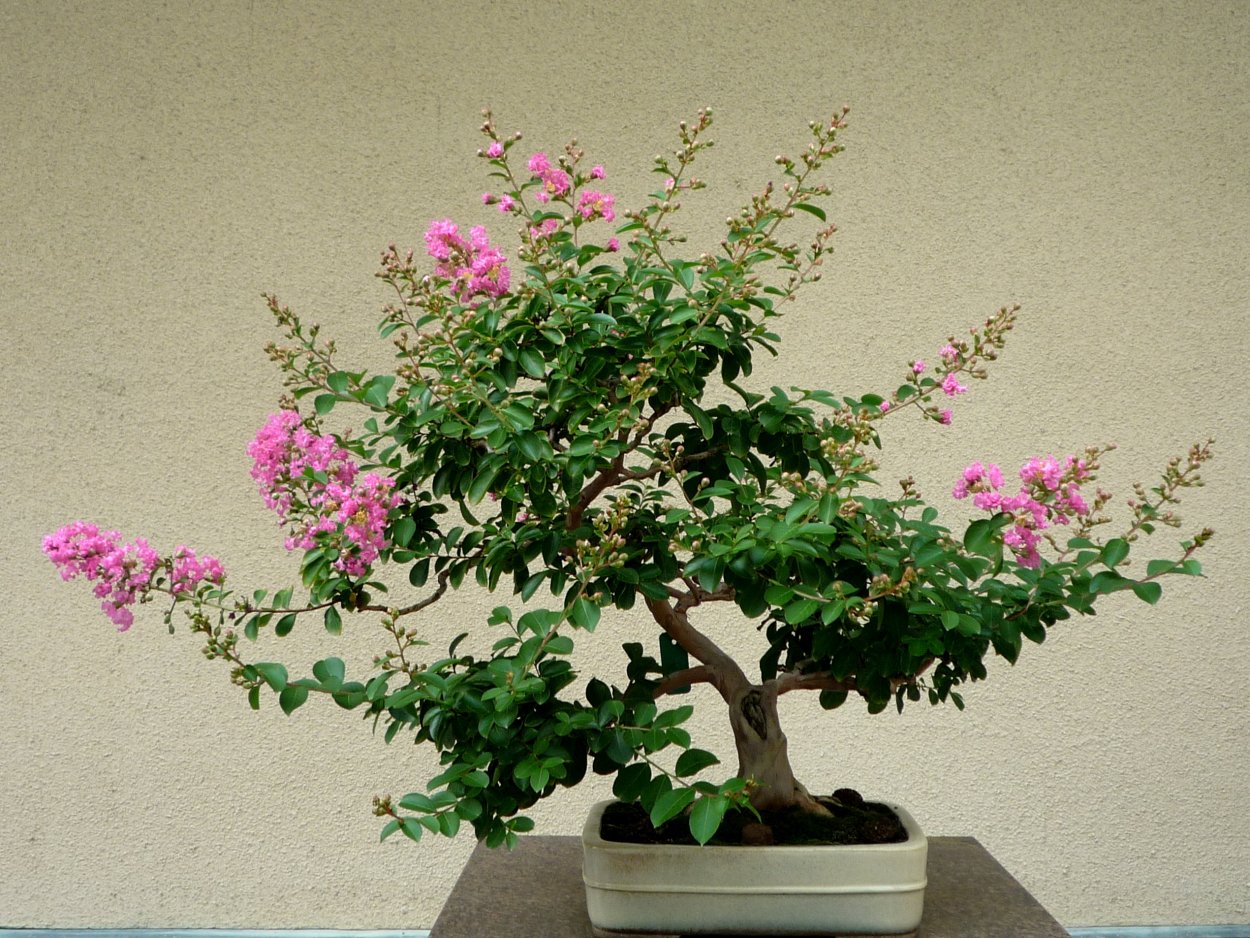 Мирт Розовоцветущий