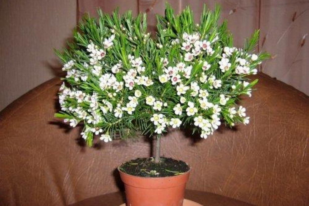 Дерево Мирт цветение