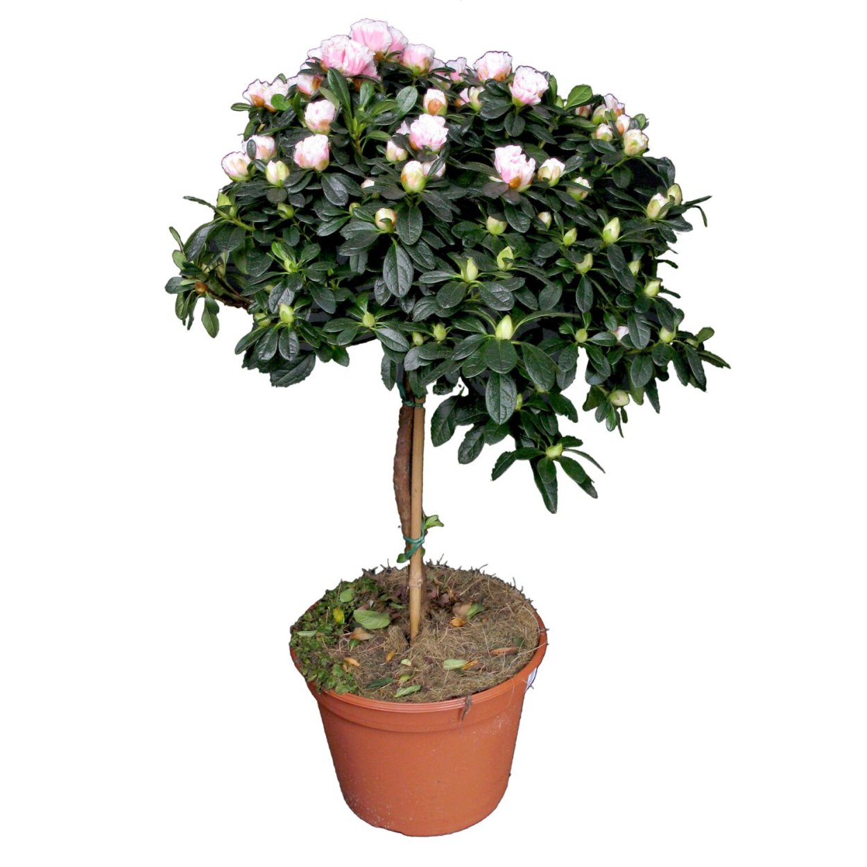 Азалия штамбовая