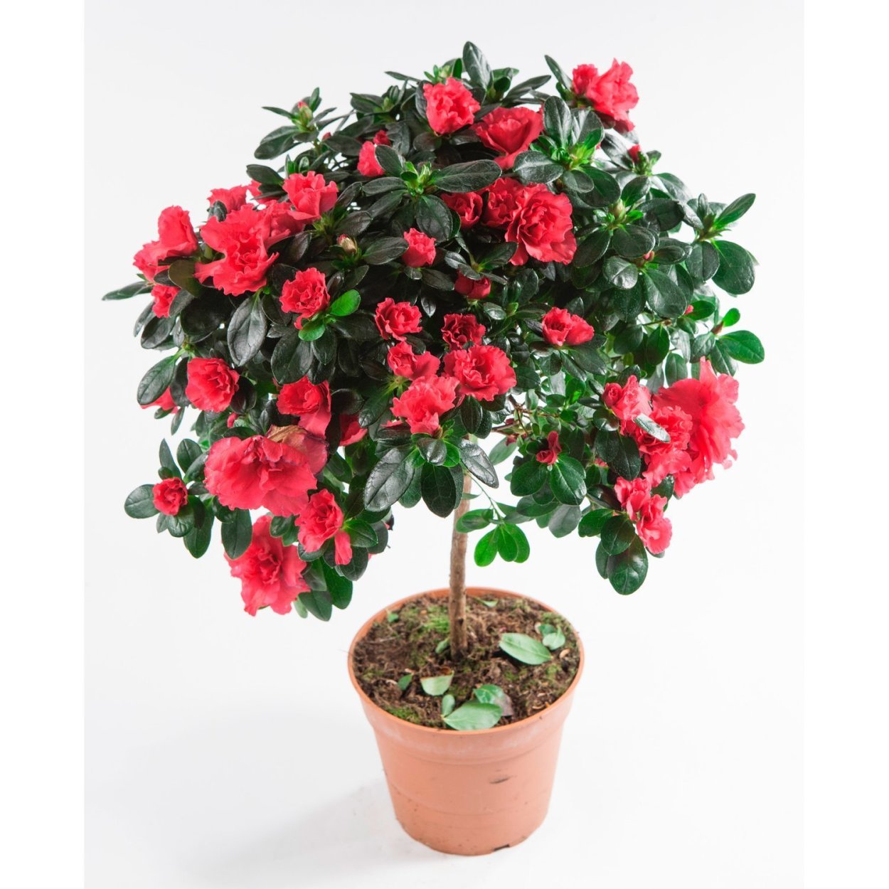 Азалия Индика микс