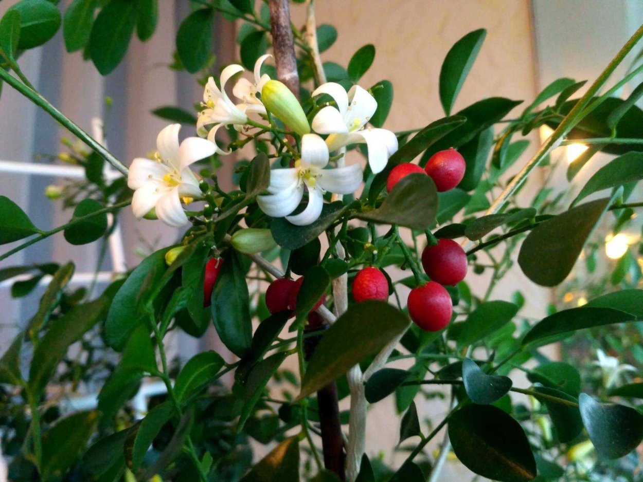 Муррайя метельчатая