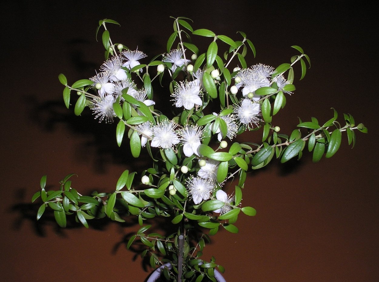 Мирт обыкновенный растение