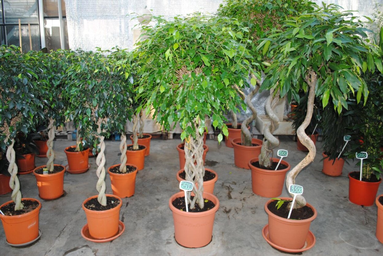 Самый большой фикус Бенджамина в мире