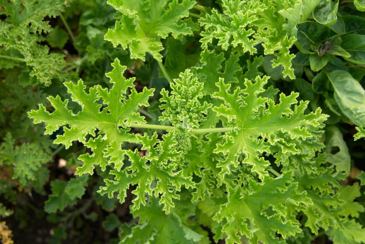 Герань с запахом лимона