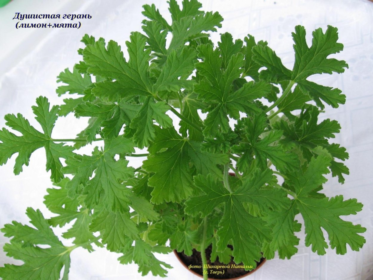 Герань душистая лечебная