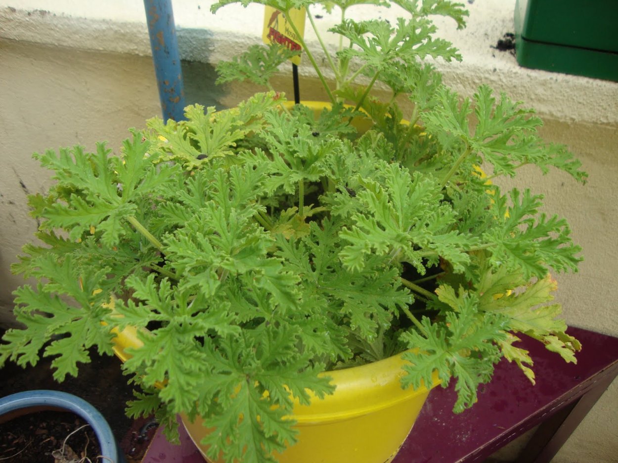 Душистая герань пахнет лимоном