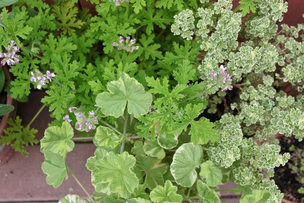 Пеларгония душистая вариегатная