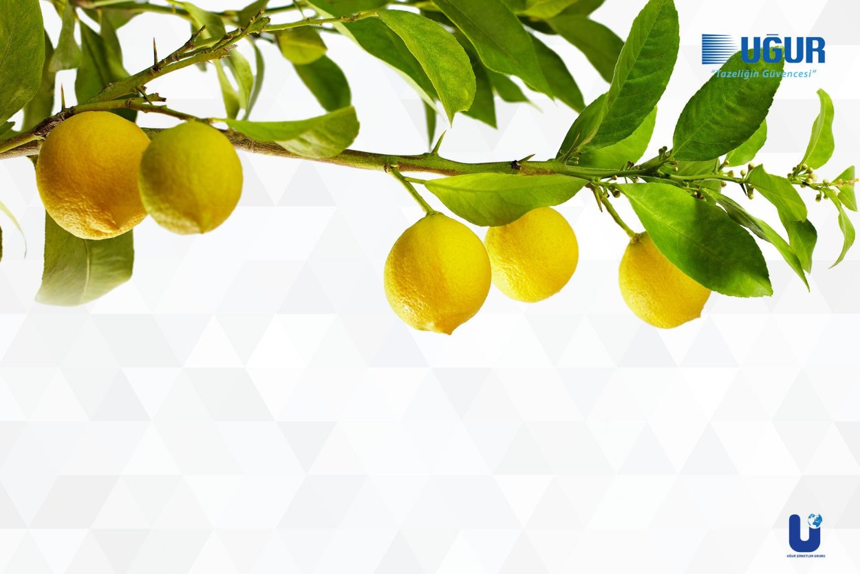 Лимон на ветке на прозрачном фоне