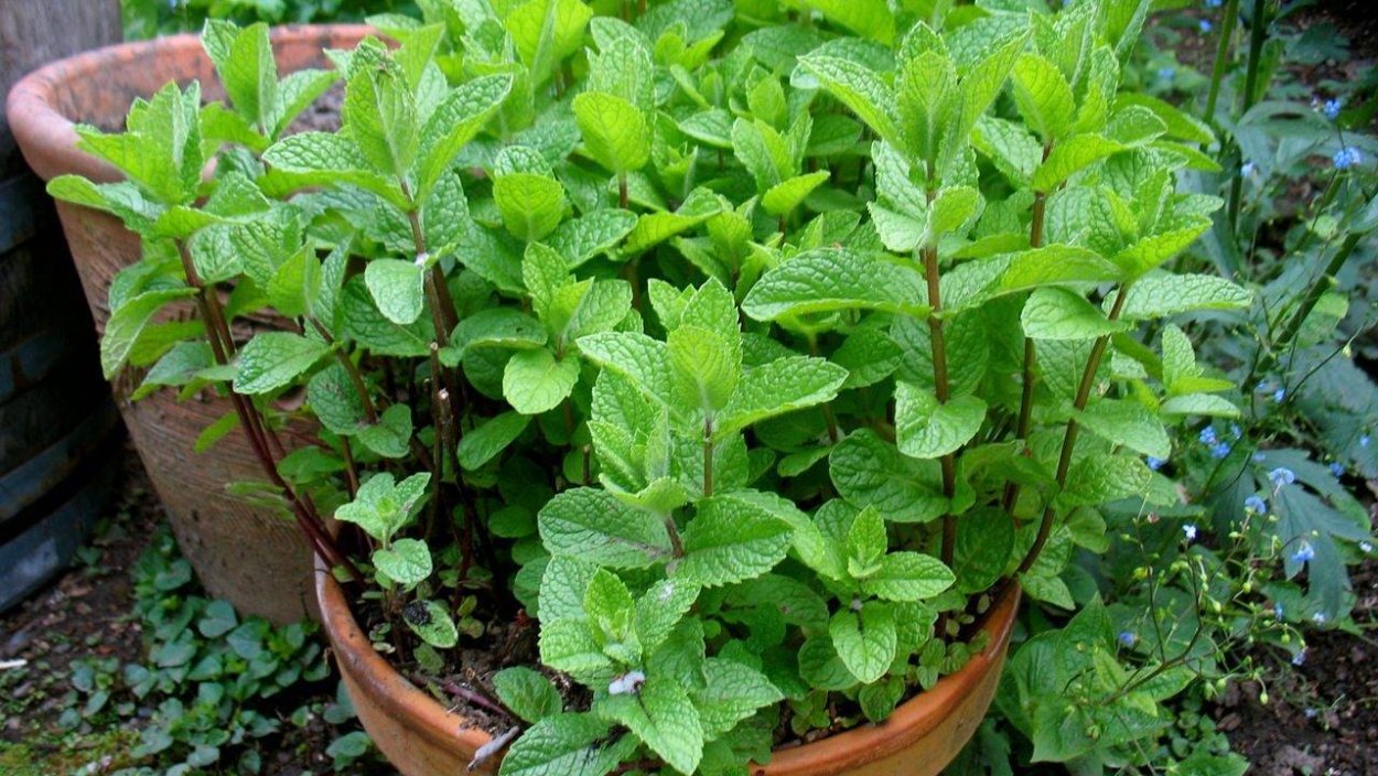 Мята перечная куст