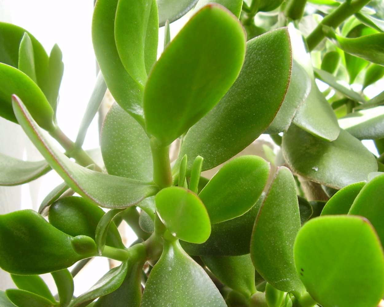 Растение Пеперомия толстянка