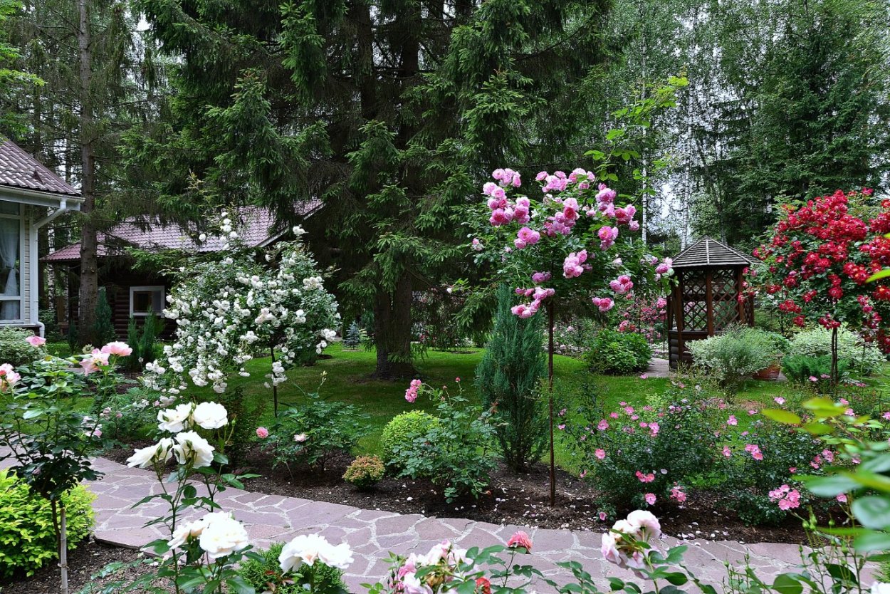 Хлебородова розарий