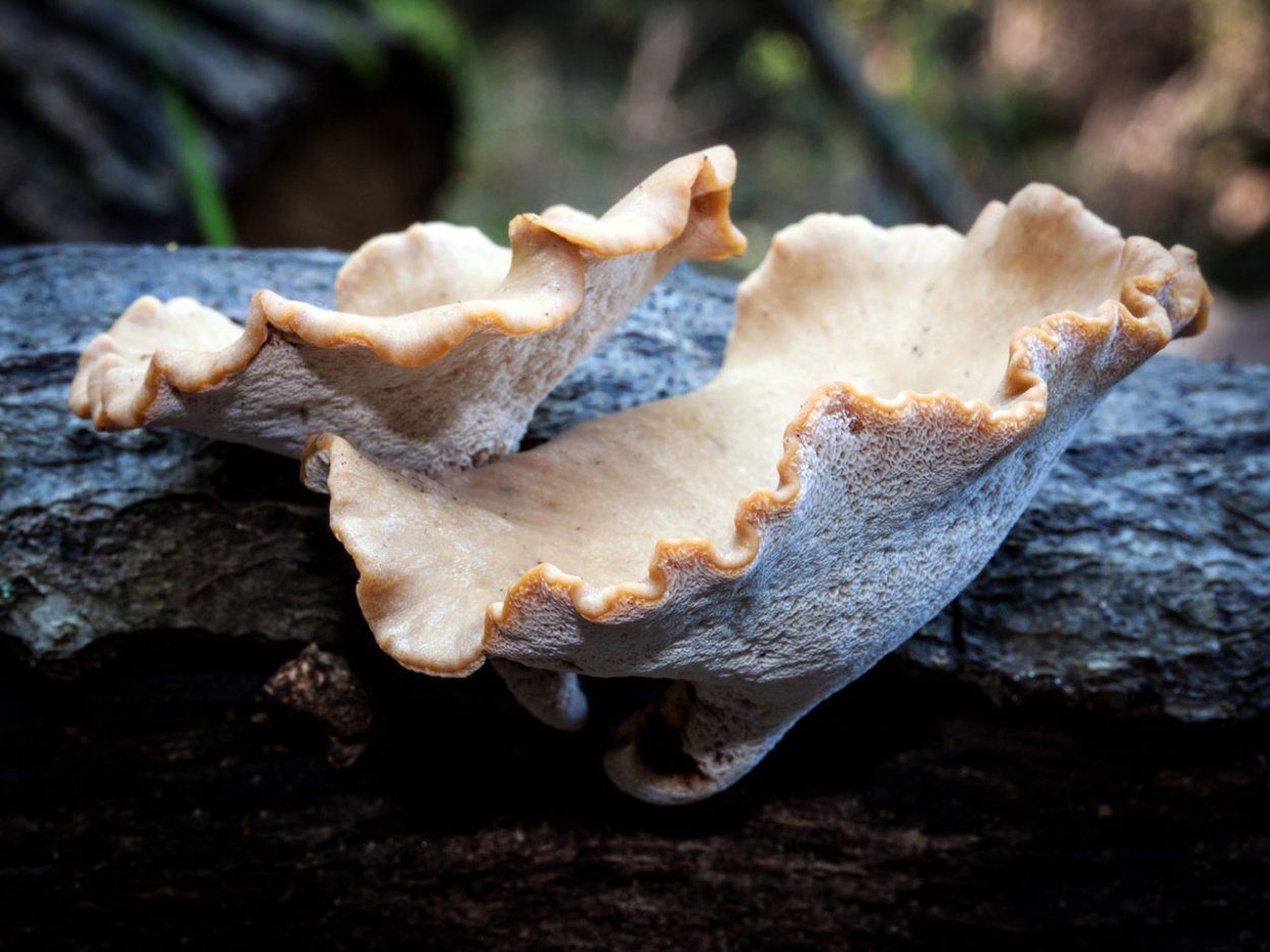 Polyporus leptocephalus