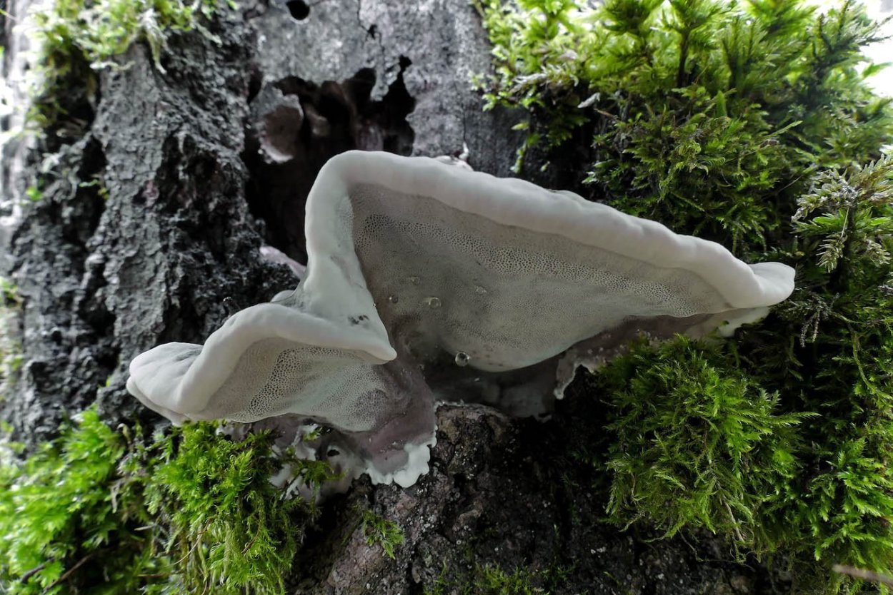 Трутовик дымчатый