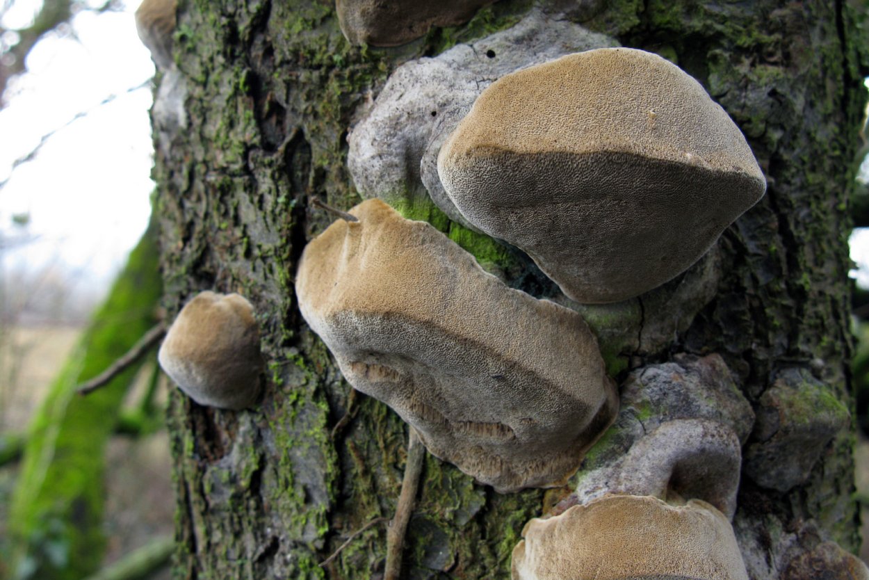 Гриб трутовик съедобный