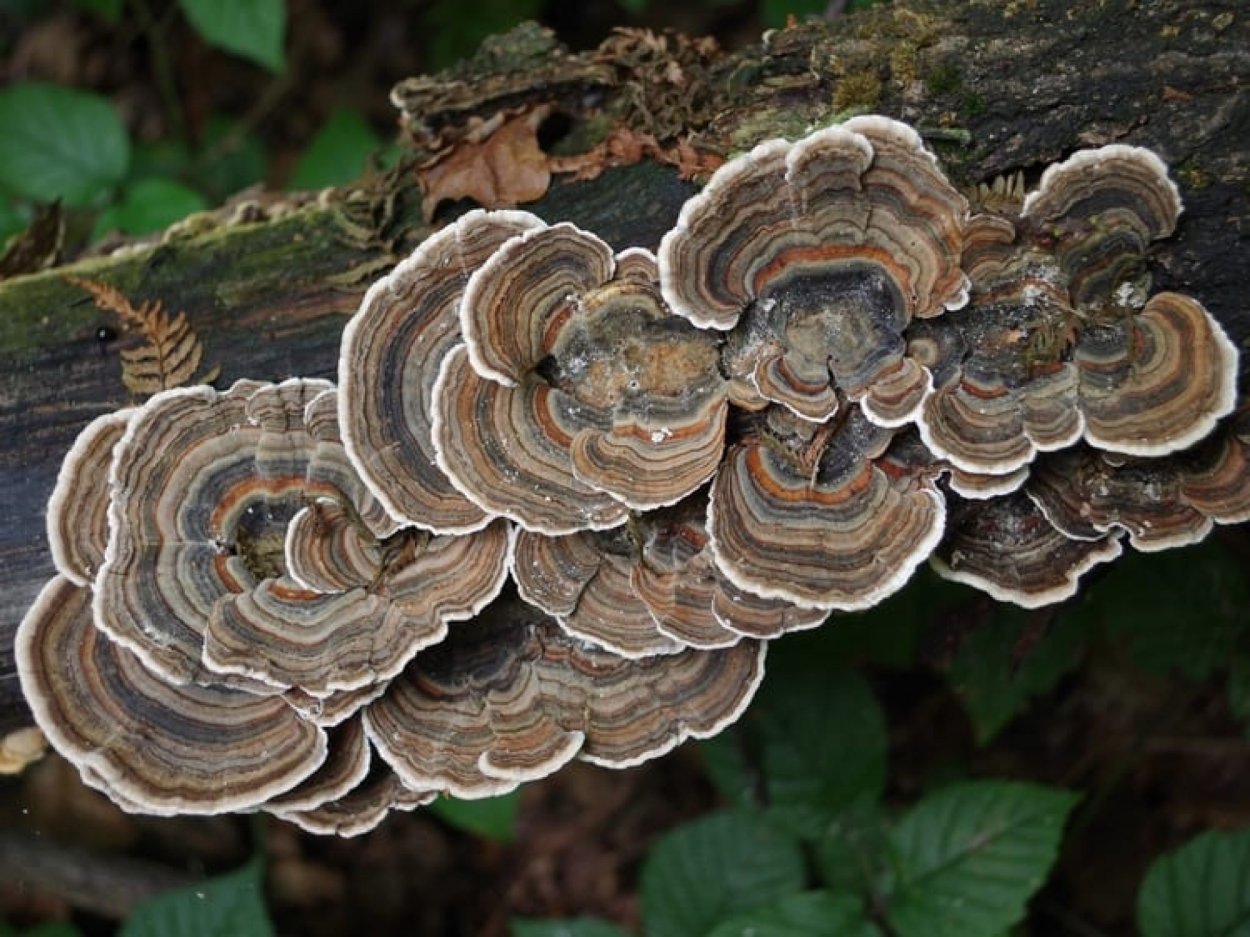 Trametes versicolor трутовик разноцветный