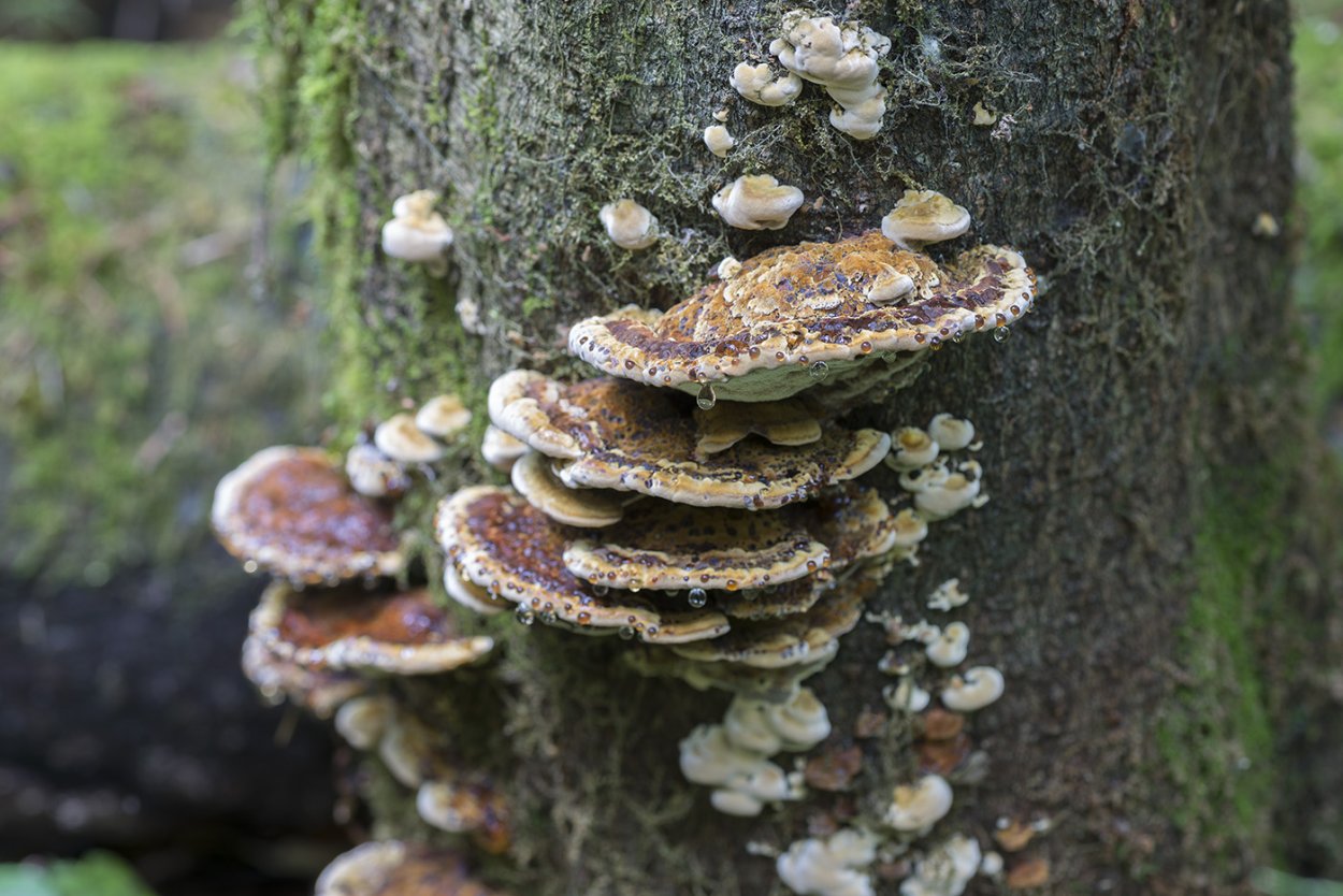 Трутовик Лучистый (Xanthoporia Radiata)