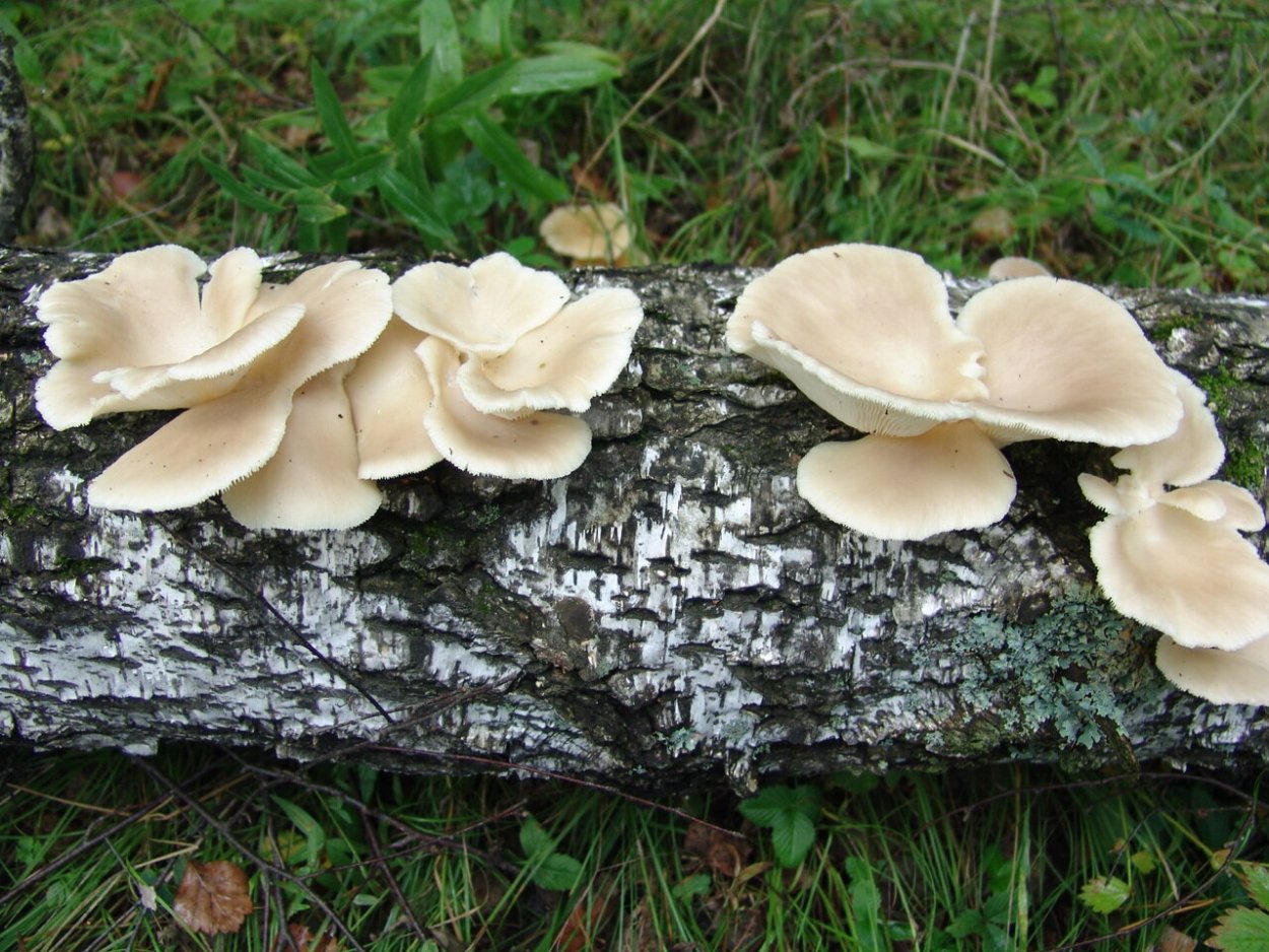 Съедобные древесные грибы Приморского края