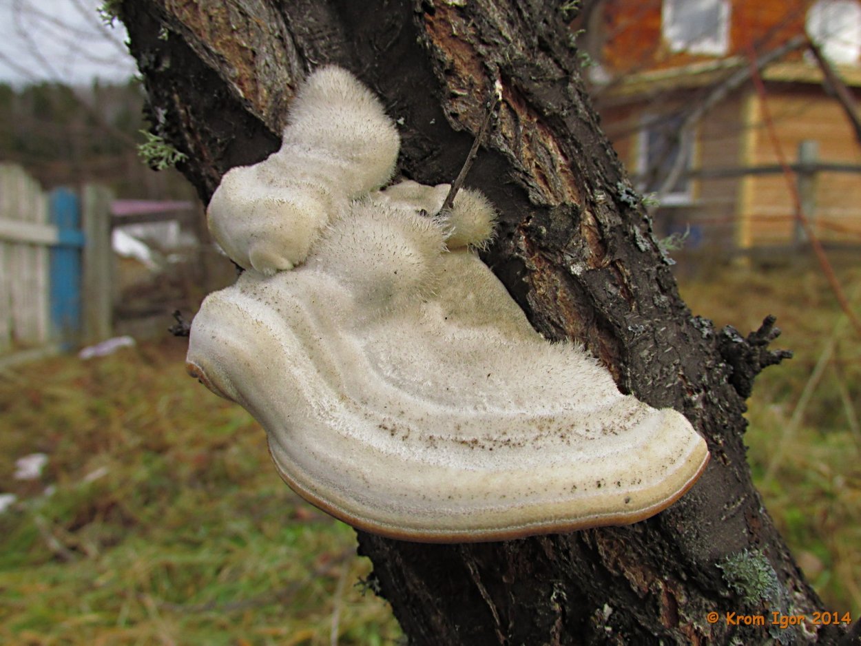 Трутовик горбатый