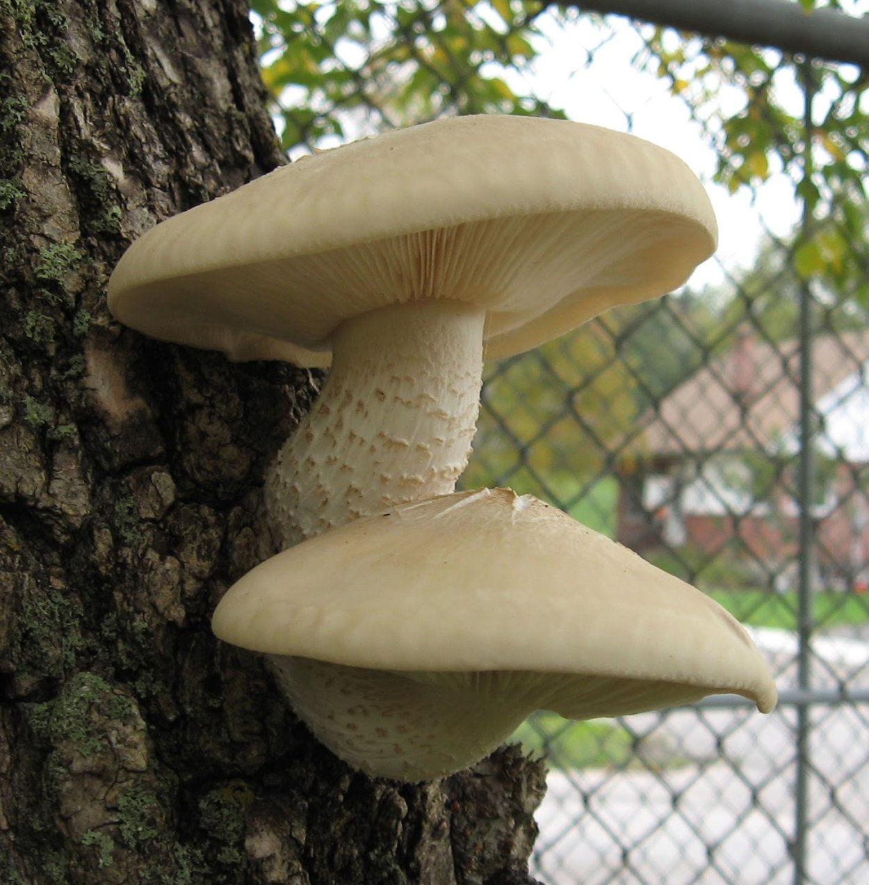 Гриб трутовик белый