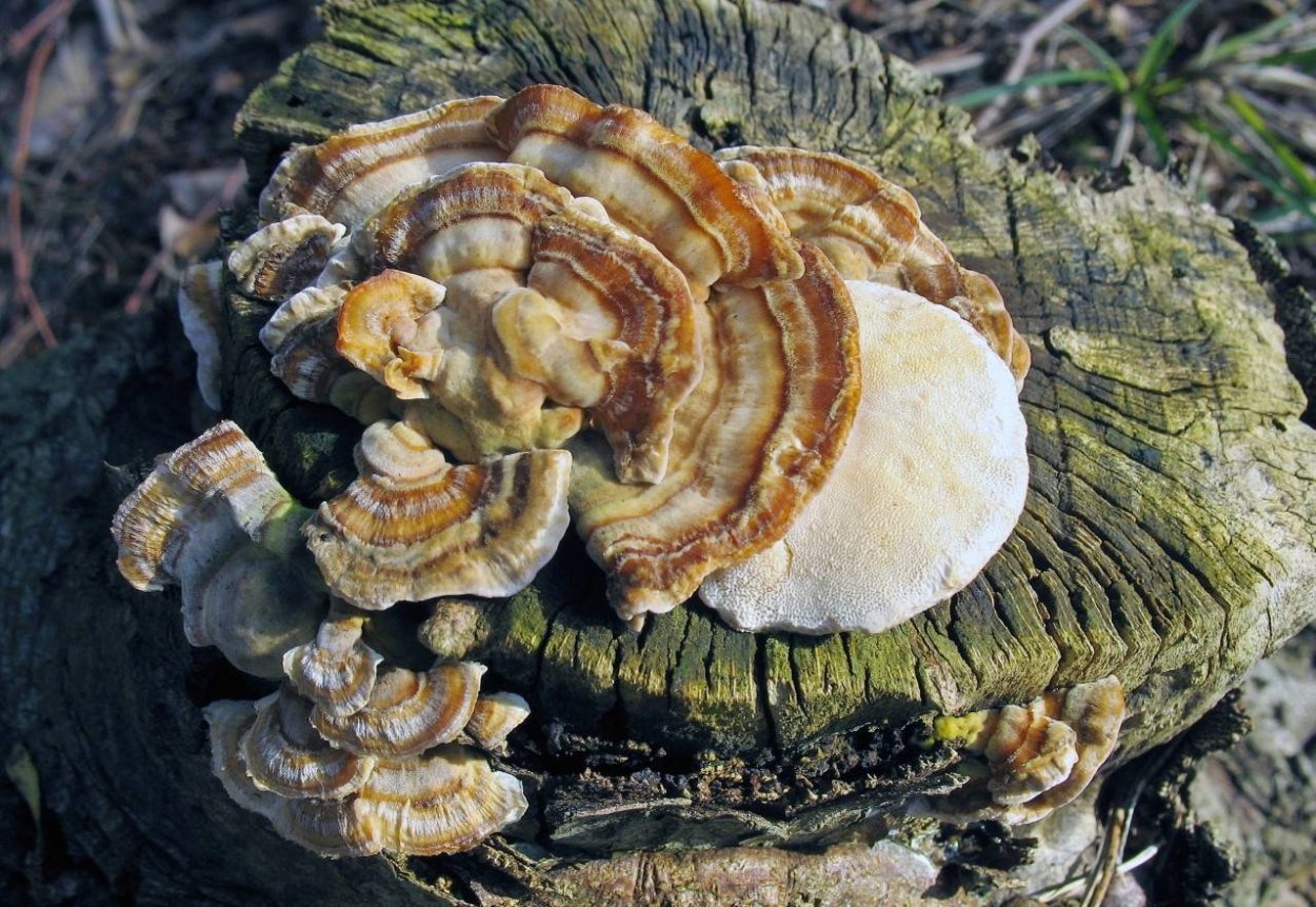 Траметес охряный